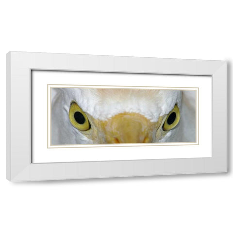 Florida, Kissimee Cattle egrets staring eyes White Modern Wood Framed Art Print with Double Matting by Morris, Arthur