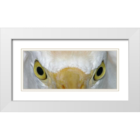 Florida, Kissimee Cattle egrets staring eyes White Modern Wood Framed Art Print with Double Matting by Morris, Arthur