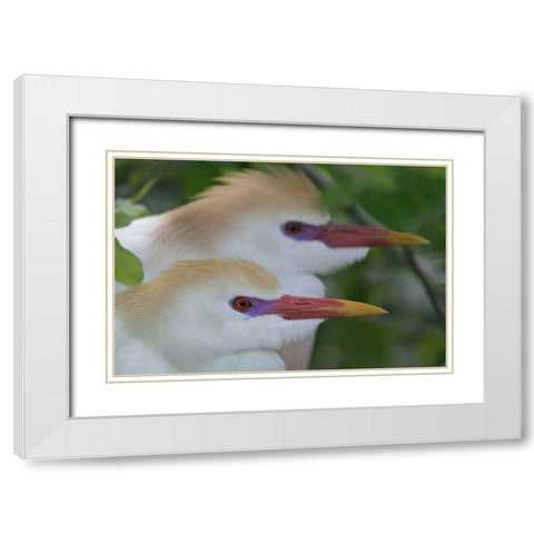 FL, St Augustine Portrait of two cattle egrets White Modern Wood Framed Art Print with Double Matting by Morris, Arthur
