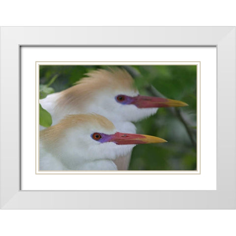 FL, St Augustine Portrait of two cattle egrets White Modern Wood Framed Art Print with Double Matting by Morris, Arthur