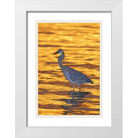 FL, Fort De Soto Park Great blue heron at sunset White Modern Wood Framed Art Print with Double Matting by Morris, Arthur