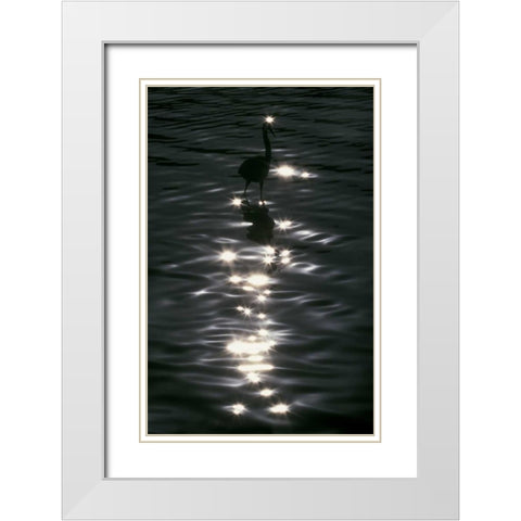 FL, Placido Great blue heron wades in water White Modern Wood Framed Art Print with Double Matting by Morris, Arthur