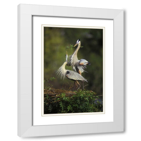 FL, South Venice Great blue herons in courtship White Modern Wood Framed Art Print with Double Matting by Morris, Arthur