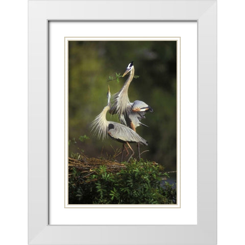 FL, South Venice Great blue herons in courtship White Modern Wood Framed Art Print with Double Matting by Morris, Arthur