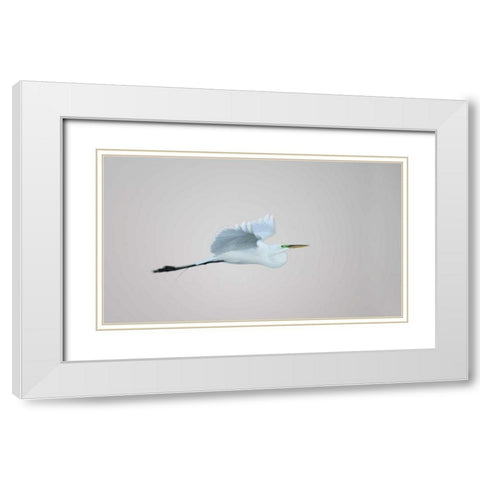 FL, South Venice Flying great egret in flight White Modern Wood Framed Art Print with Double Matting by Morris, Arthur