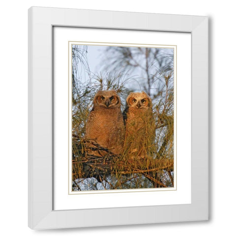 FL, De Soto Great horned owlets sit on tree limb White Modern Wood Framed Art Print with Double Matting by Morris, Arthur