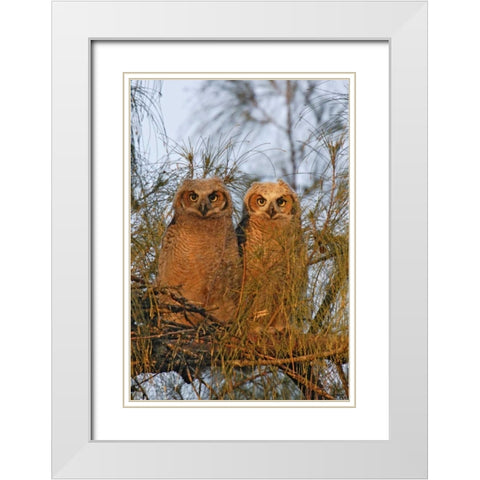 FL, De Soto Great horned owlets sit on tree limb White Modern Wood Framed Art Print with Double Matting by Morris, Arthur