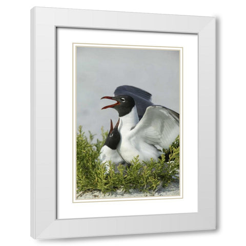 Florida, Egmont Key SP Laughing gulls mating White Modern Wood Framed Art Print with Double Matting by Morris, Arthur