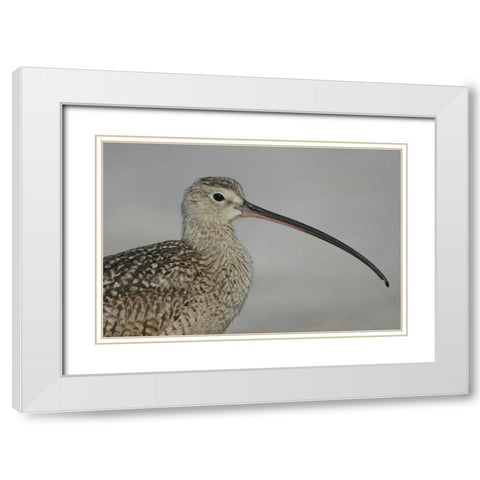FL, Fort De Soto Park, Long-billed curlew White Modern Wood Framed Art Print with Double Matting by Morris, Arthur
