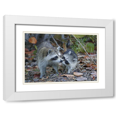 FL, Sanibel, Ding Darling NWR Raccoons kissing White Modern Wood Framed Art Print with Double Matting by Morris, Arthur