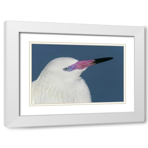 FL, Little Estero Lagoon Reddish egret White Modern Wood Framed Art Print with Double Matting by Morris, Arthur