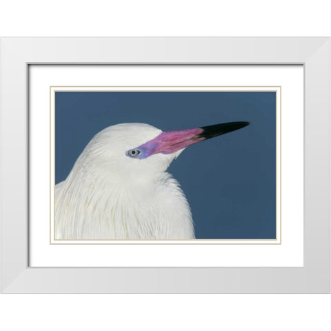 FL, Little Estero Lagoon Reddish egret White Modern Wood Framed Art Print with Double Matting by Morris, Arthur