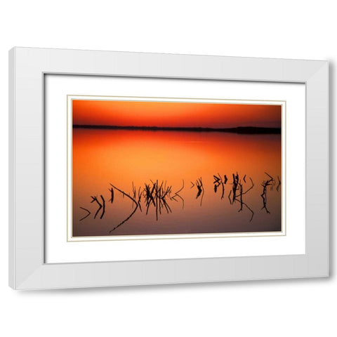 FL, Silhouettes of  brancheson Lake Apopka White Modern Wood Framed Art Print with Double Matting by Morris, Arthur