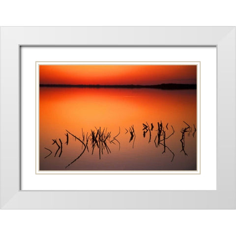 FL, Silhouettes of  brancheson Lake Apopka White Modern Wood Framed Art Print with Double Matting by Morris, Arthur