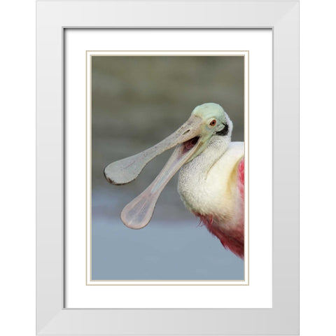FL, Fort De Soto Park Laughing roseate spoonbill White Modern Wood Framed Art Print with Double Matting by Morris, Arthur