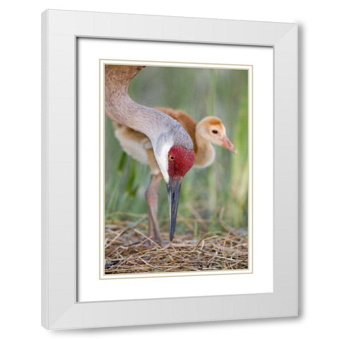 FL, Indian Lake Estates Sandhill crane and chick White Modern Wood Framed Art Print with Double Matting by Morris, Arthur