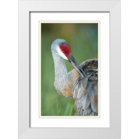 FL Sandhill crane preening its feathers White Modern Wood Framed Art Print with Double Matting by Morris, Arthur