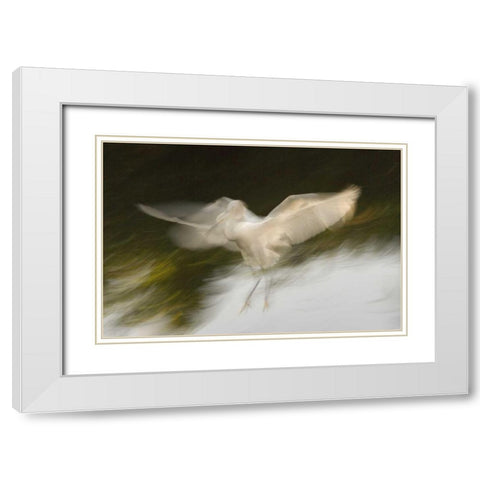 FL, St Augustine Abstract of snowy egret landing White Modern Wood Framed Art Print with Double Matting by Morris, Arthur