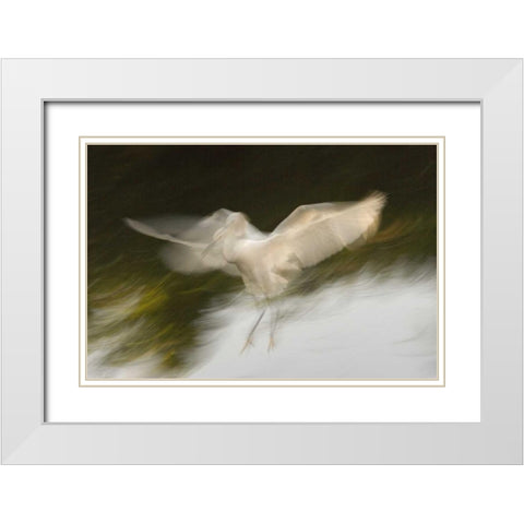 FL, St Augustine Abstract of snowy egret landing White Modern Wood Framed Art Print with Double Matting by Morris, Arthur