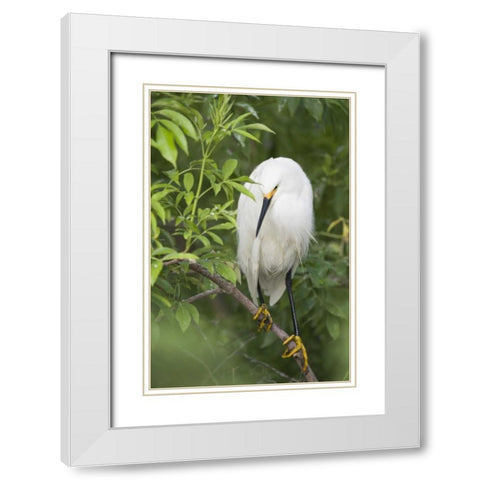 FL, St Augustine Snowy egret on tree limb White Modern Wood Framed Art Print with Double Matting by Morris, Arthur