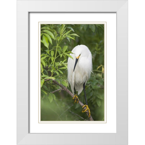 FL, St Augustine Snowy egret on tree limb White Modern Wood Framed Art Print with Double Matting by Morris, Arthur