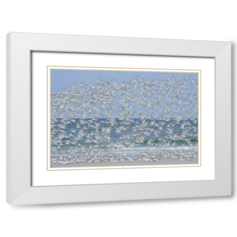 FL, Fort De Soto Park White blur of terns White Modern Wood Framed Art Print with Double Matting by Morris, Arthur