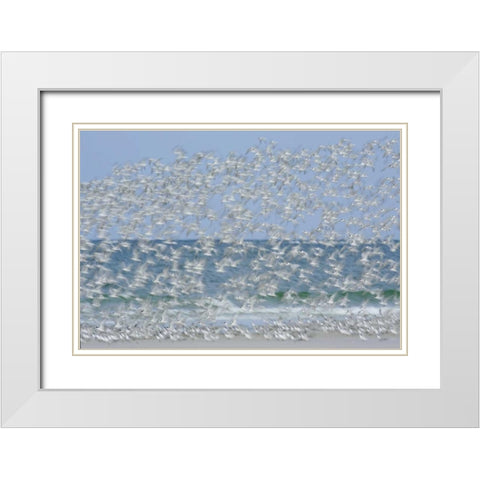 FL, Fort De Soto Park White blur of terns White Modern Wood Framed Art Print with Double Matting by Morris, Arthur