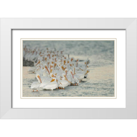 Florida, PlacidaWhite pelicans on sandbar White Modern Wood Framed Art Print with Double Matting by Morris, Arthur