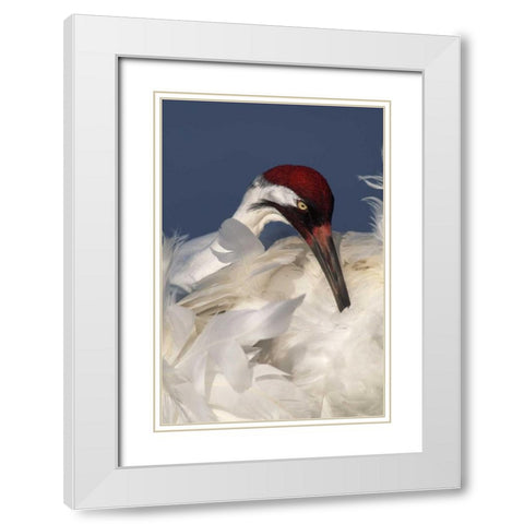 FL, Lake Kissimmee Whooping crane preening White Modern Wood Framed Art Print with Double Matting by Morris, Arthur