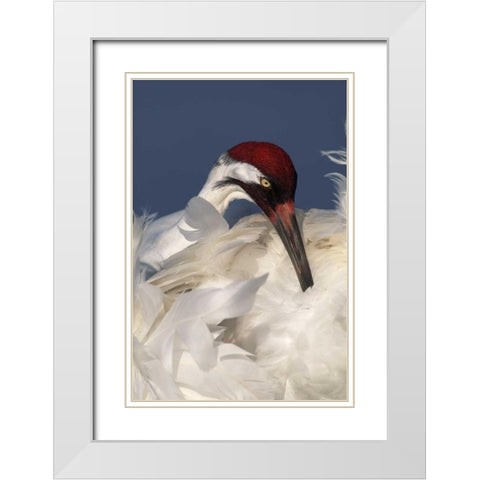 FL, Lake Kissimmee Whooping crane preening White Modern Wood Framed Art Print with Double Matting by Morris, Arthur