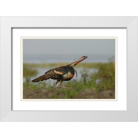 FL Wild turkey charging at a threat White Modern Wood Framed Art Print with Double Matting by Morris, Arthur
