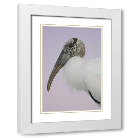 FL, Fort De Soto Park Pre-dawn flash Wood stork White Modern Wood Framed Art Print with Double Matting by Morris, Arthur