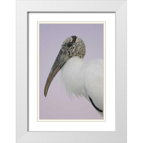 FL, Fort De Soto Park Pre-dawn flash Wood stork White Modern Wood Framed Art Print with Double Matting by Morris, Arthur