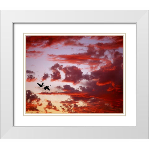 FL, Tampa Bay Silhouette of roseate spoonbills White Modern Wood Framed Art Print with Double Matting by Zuckerman, Jim
