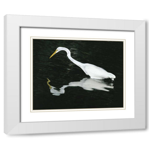 FL, Ding Darling NWR Great egret hunting White Modern Wood Framed Art Print with Double Matting by Zuckerman, Jim