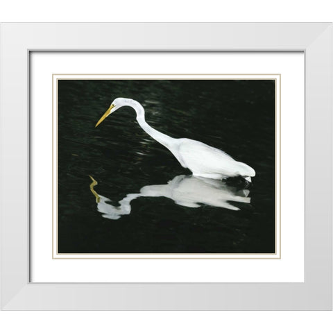 FL, Ding Darling NWR Great egret hunting White Modern Wood Framed Art Print with Double Matting by Zuckerman, Jim