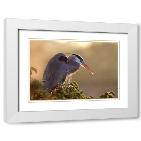 FL, Wakodahatchee Great blue heron on a tree White Modern Wood Framed Art Print with Double Matting by Zuckerman, Jim