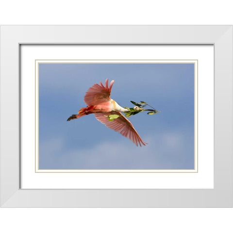 FL, Tampa Bay Roseate spoonbill in flight White Modern Wood Framed Art Print with Double Matting by Zuckerman, Jim