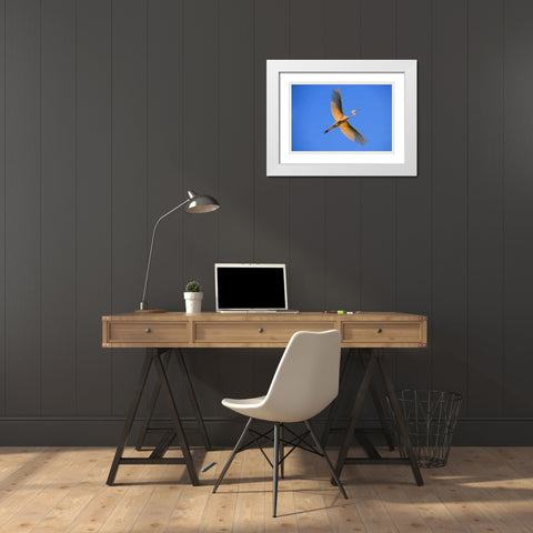 FL, St Augustine Great egret in flight at sunset White Modern Wood Framed Art Print with Double Matting by Zuckerman, Jim