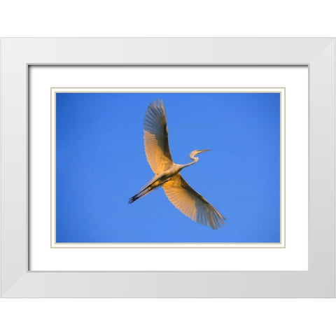 FL, St Augustine Great egret in flight at sunset White Modern Wood Framed Art Print with Double Matting by Zuckerman, Jim