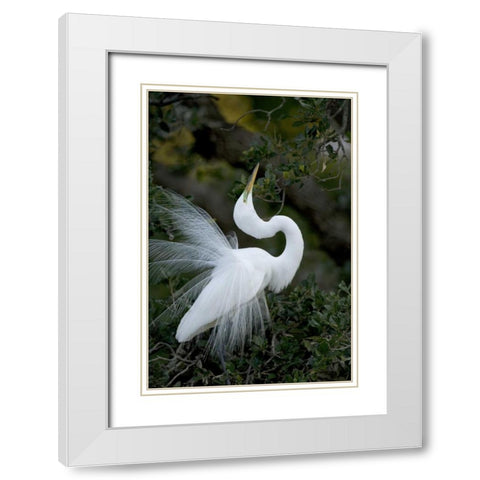 FL, St Augustine Great egret sky pointing White Modern Wood Framed Art Print with Double Matting by Zuckerman, Jim