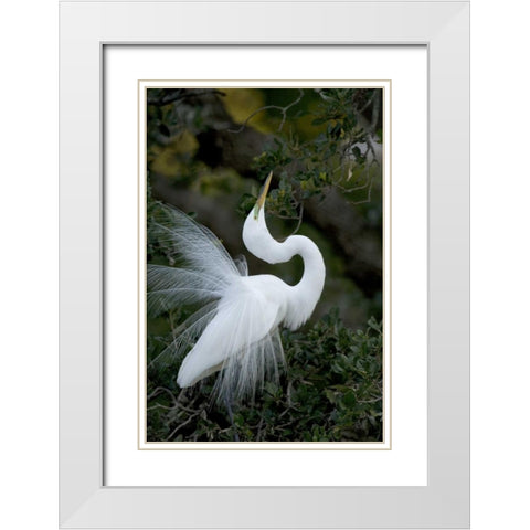 FL, St Augustine Great egret sky pointing White Modern Wood Framed Art Print with Double Matting by Zuckerman, Jim