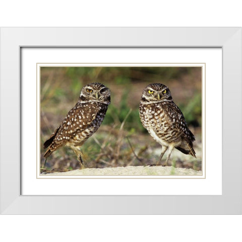 FL, Sanibel Island Burrowing owls pair by burrow White Modern Wood Framed Art Print with Double Matting by Welling, Dave
