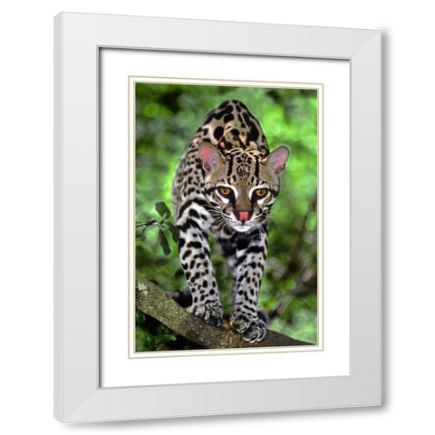 Florida Ocelot cub on log at Big Cat Rescue White Modern Wood Framed Art Print with Double Matting by Welling, Dave