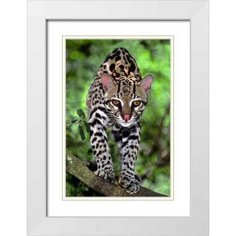Florida Ocelot cub on log at Big Cat Rescue White Modern Wood Framed Art Print with Double Matting by Welling, Dave
