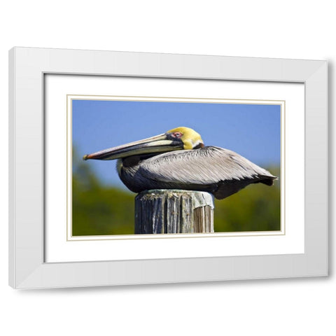 FL, Everglades City, Roosting brown pelican White Modern Wood Framed Art Print with Double Matting by Lord, Fred