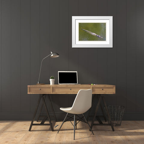 FL, Everglades NP American alligator swimming White Modern Wood Framed Art Print with Double Matting by Lord, Fred