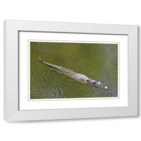FL, Everglades NP American alligator swimming White Modern Wood Framed Art Print with Double Matting by Lord, Fred
