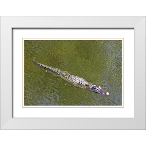 FL, Everglades NP American alligator swimming White Modern Wood Framed Art Print with Double Matting by Lord, Fred