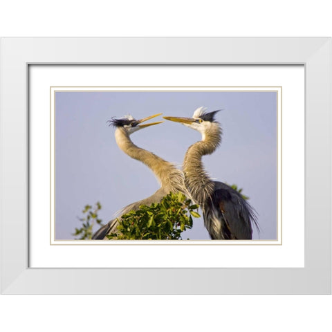 FL, Venice, Great blue herons greet in rookery White Modern Wood Framed Art Print with Double Matting by Lord, Fred